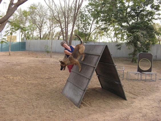 oefenmateriaal met de honden